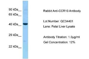 Image no. 1 for anti-Chemokine (C-C Motif) Receptor 10 (CCR10) (Middle Region) antibody (ABIN2789531)