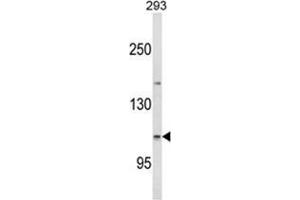 Image no. 1 for anti-Espin (ESPN) (N-Term) antibody (ABIN453641)