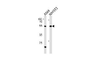 TBX4 Antibody (N-term) (ABIN1538939 and ABIN2850400) western blot analysis in A549,mouse NIH/3T3 cell line lysates (35 μg/lane).
