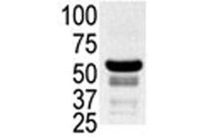 Image no. 2 for anti-P21-Activated Kinase 2 (PAK2) (AA 192-222) antibody (ABIN3032117)