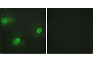 Image no. 2 for anti-Cleavage Stimulation Factor, 3' Pre-RNA, Subunit 2, 64kDa (CSTF2) (AA 11-60) antibody (ABIN1533702)