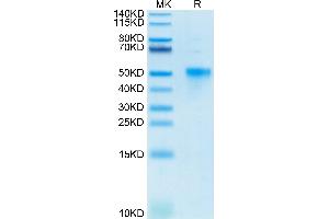 Biotinylated Human OX40 on Tris-Bis PAGE under reduced condition.