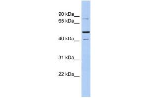Image no. 1 for anti-Structure Specific Recognition Protein 1 (SSRP1) (Middle Region) antibody (ABIN2792588)