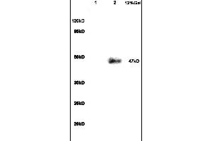 VIPR1 Antikörper  (AA 351-457)
