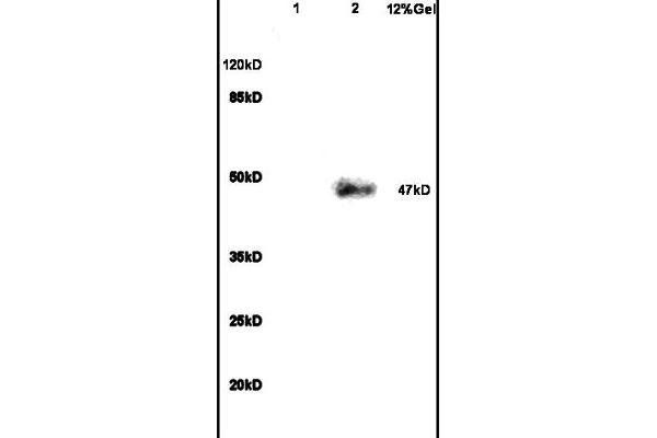 VIPR1 Antikörper  (AA 351-457)
