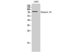 Image no. 1 for anti-Calpain 10 (CAPN10) (N-Term) antibody (ABIN3183631)