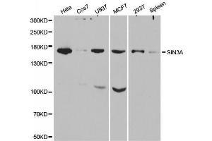 Image no. 3 for anti-SIN3 homolog A, transcription regulator (SIN3A) antibody (ABIN3023703)