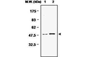 Image no. 1 for anti-Glutamine Synthetase (GLN1) antibody (ABIN532615)