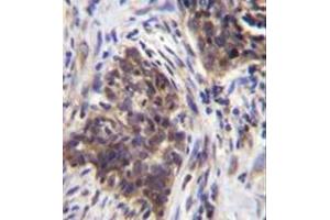 AGLU antibody  (N-Term)