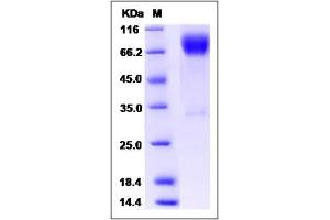 Image no. 1 for Inducible T-Cell Co-Stimulator Ligand (ICOSLG) (AA 1-258) protein (Fc Tag) (ABIN2004369)