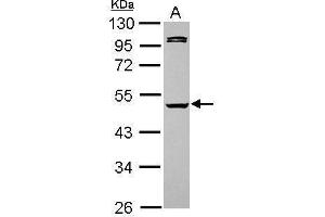 WB Image Sample (30 ug of whole cell lysate) A: HeLa 10% SDS PAGE antibody diluted at 1:5000