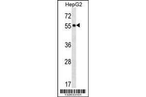 Image no. 1 for anti-Protein O-Fucosyltransferase 2 (POFUT2) (AA 228-257) antibody (ABIN656784)