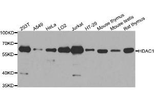 Image no. 7 for anti-Histone Deacetylase 1 (HDAC1) (N-Term) antibody (ABIN3020754)