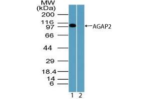 Image no. 1 for anti-ArfGAP with GTPase Domain, Ankyrin Repeat and PH Domain 2 (AGAP2) (AA 450-500) antibody (ABIN960074)