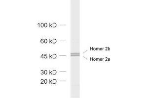 Image no. 2 for anti-Homer Homolog 2 (HOMER2) (AA 1-176) antibody (ABIN1742341)