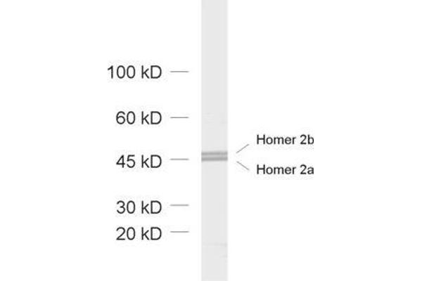 HOMER2 antibody  (AA 1-176)