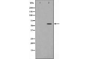Image no. 2 for anti-HMG Box-Containing Protein 1 (HBP1) (pSer402) antibody (ABIN6255308)