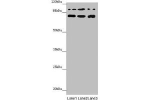 COG5 antibody  (AA 1-260)