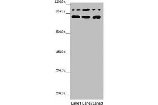 COG5 antibody  (AA 1-260)