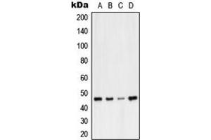 Image no. 2 for anti-Vasodilator-Stimulated phosphoprotein (VASP) (Center) antibody (ABIN2707237)