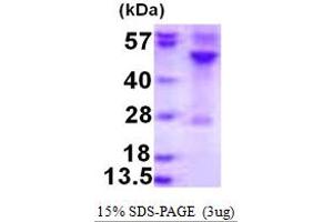 Image no. 1 for Ras-Related GTP Binding C (RRAGC) (AA 1-399) protein (His tag) (ABIN667692)