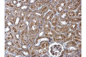 IHC-P Image WNT4 antibody detects WNT4 protein at secreted on mouse kidney by immunohistochemical analysis.