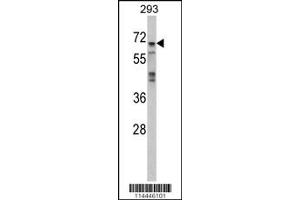 Image no. 1 for anti-Mitogen-Activated Protein Kinase 4 (MAPK4) antibody (ABIN2445365)