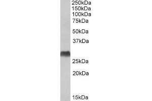 Image no. 1 for anti-Major Histocompatibility Complex, Class II, DQ alpha 2 (HLA-DQA2) (C-Term) antibody (ABIN571247)