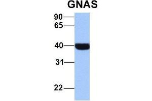 Image no. 4 for anti-GNAS Complex Locus (GNAS) (N-Term) antibody (ABIN2775543)