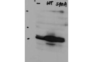 Western Blot of Rabbit Anti-Hice1 antibody.
