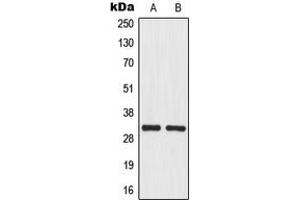 Image no. 2 for anti-Mitochondrial Ribosomal Protein L46 (MRPL46) (Center) antibody (ABIN2706601)