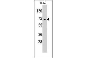 Image no. 2 for anti-Glutamyl-tRNA Synthetase 2 Mitochondrial (EARS2) (C-Term) antibody (ABIN359739)