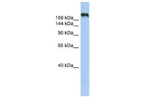 Image no. 1 for anti-Contactin Associated Protein-Like 4 (CNTNAP4) (N-Term) antibody (ABIN634701)