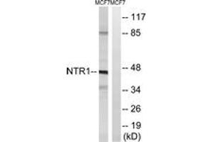 Image no. 1 for anti-Neurotensin Receptor 1 (High Affinity) (NTSR1) (AA 181-230) antibody (ABIN1535791)