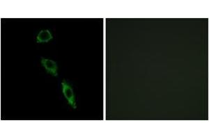 Image no. 2 for anti-ES cell expressed Ras (ERAS) (AA 184-233) antibody (ABIN1534957)