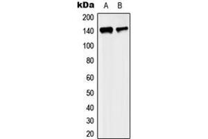 Image no. 2 for anti-Kinesin Family Member 4A (KIF4A) (C-Term) antibody (ABIN2704943)