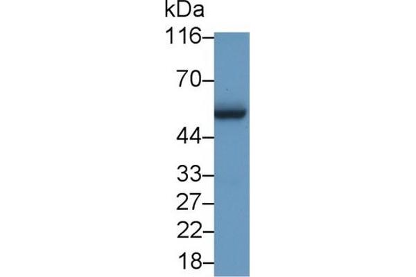 LMYC antibody  (AA 186-439)