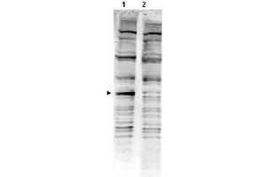 Image no. 1 for anti-PARK2 Co-Regulated (PACRG) (AA 204-215) antibody (ABIN129591)