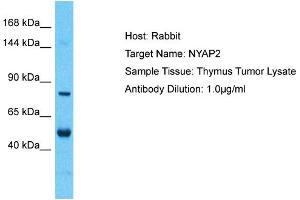 Image no. 1 for anti-Neuronal Tyrosine-Phosphorylated Phosphoinositide-3-Kinase Adaptor 2 (NYAP2) (Middle Region) antibody (ABIN2775413)