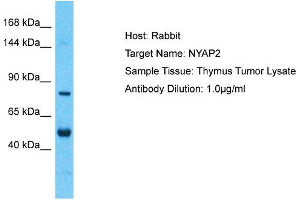 NYAP2 antibody  (Middle Region)