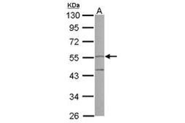 PI16 抗体  (AA 1-192)