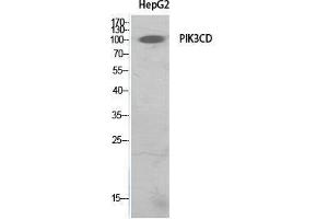 Image no. 2 for anti-Phosphoinositide-3-Kinase, Catalytic, delta Polypeptide (PIK3CD) (Internal Region) antibody (ABIN3181073)