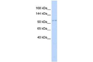 Image no. 1 for anti-Neural Precursor Cell Expressed, Developmentally Down-Regulated 4, E3 Ubiquitin Protein Ligase (NEDD4) (Middle Region) antibody (ABIN2774920)