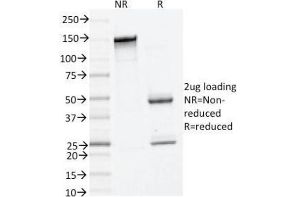 TPSAB1 antibody  (AA 115-233)