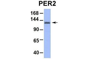 Image no. 4 for anti-Period Circadian Protein 2 (PER2) (Middle Region) antibody (ABIN2781189)
