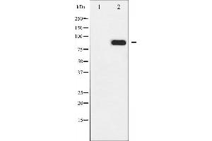 Image no. 1 for anti-conserved Helix-Loop-Helix Ubiquitous Kinase (CHUK) (pThr23) antibody (ABIN6255637)