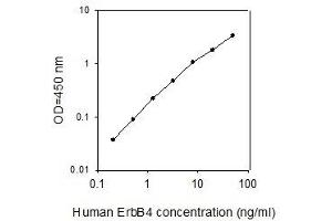 Image no. 1 for V-Erb-A erythroblastic Leukemia Viral Oncogene Homolog 4 (Avian) (ERBB4) ELISA Kit (ABIN4882769)