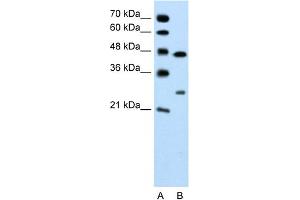 Claudin 18 antibody  (C-Term)
