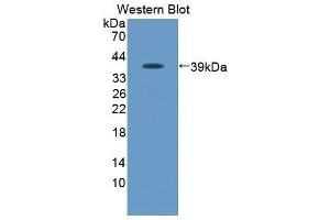 Image no. 1 for anti-Chemokine (C-C Motif) Ligand 19 (CCL19) (AA 159-258) antibody (ABIN1869204)