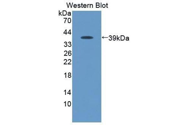 anti-Chemokine (C-C Motif) Ligand 19 (CCL19) (AA 159-258) antibody